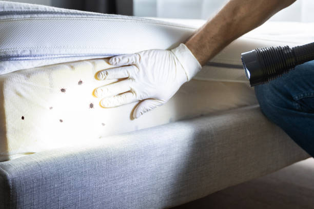 Best Residential Pest Control  in Canton Valley, CT