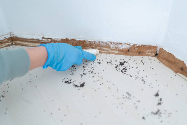 Best Insect Control  in Canton Valley, CT